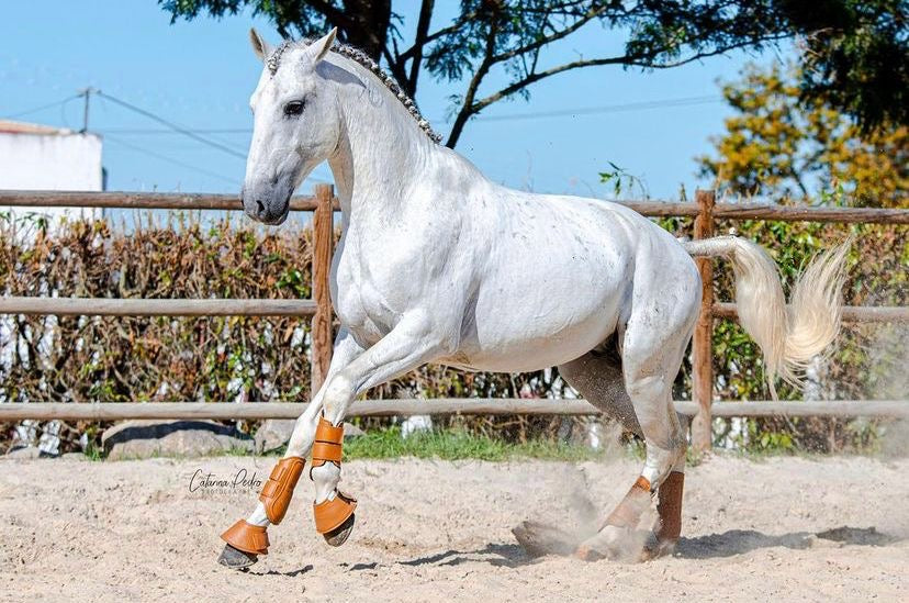 Leather leg protection for horse